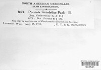 Puccinia grindeliae image
